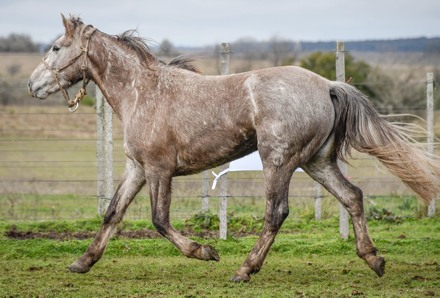 Lote GITANA LA FLECHILLA