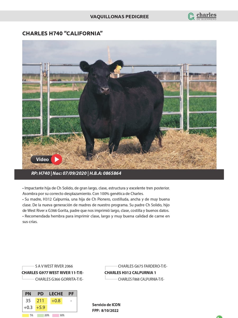 Lote VAQUILLONAS PEDIGREE