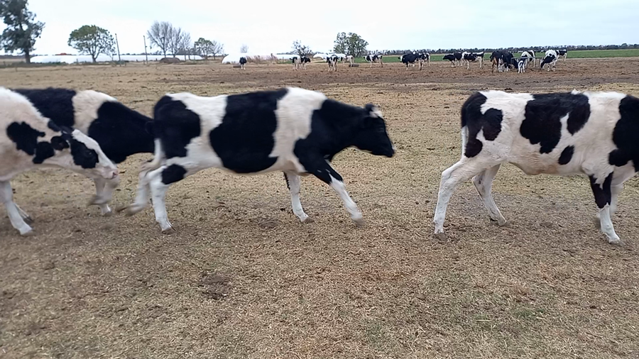 Lote 17 Novillitos Holando Argentino en Col. Aldao, Santa Fe