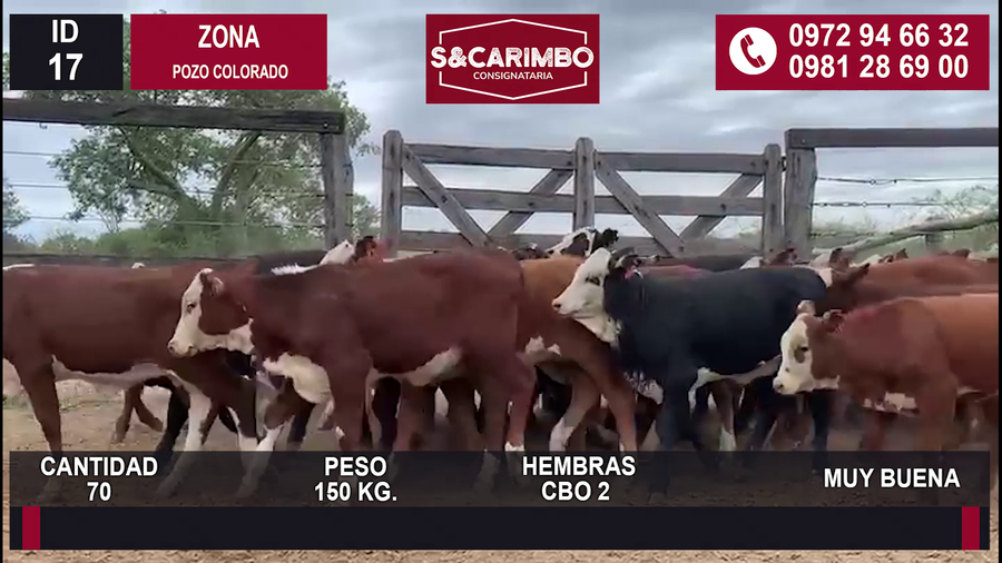 Lote 70 HEMBRAS CBO 2