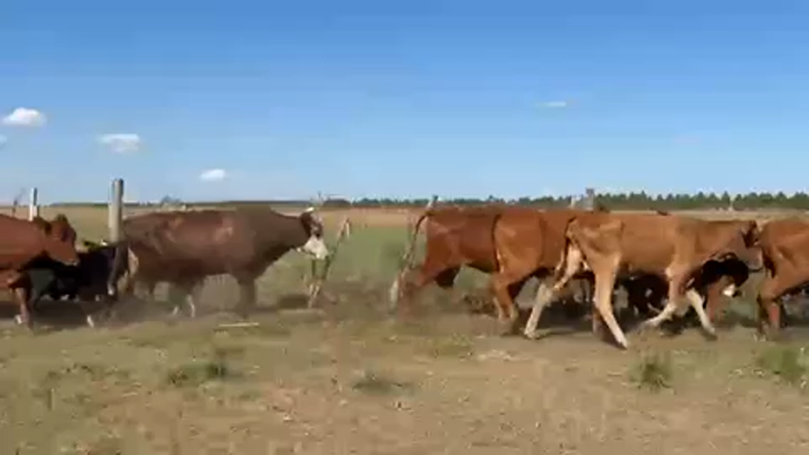 Lote 36 Vacas nuevas C/ cria en Ituzaingó, Corrientes