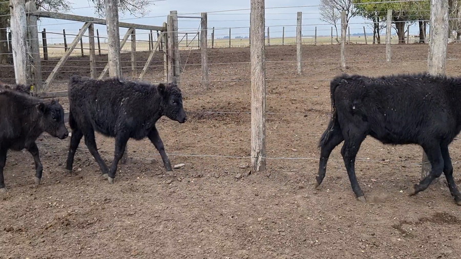 Lote 40 Terneras en Bolívar, Buenos Aires