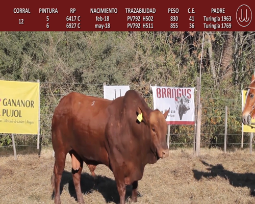 Lote TOROS BRANGUS DE CABAÑA LA TURINGIA