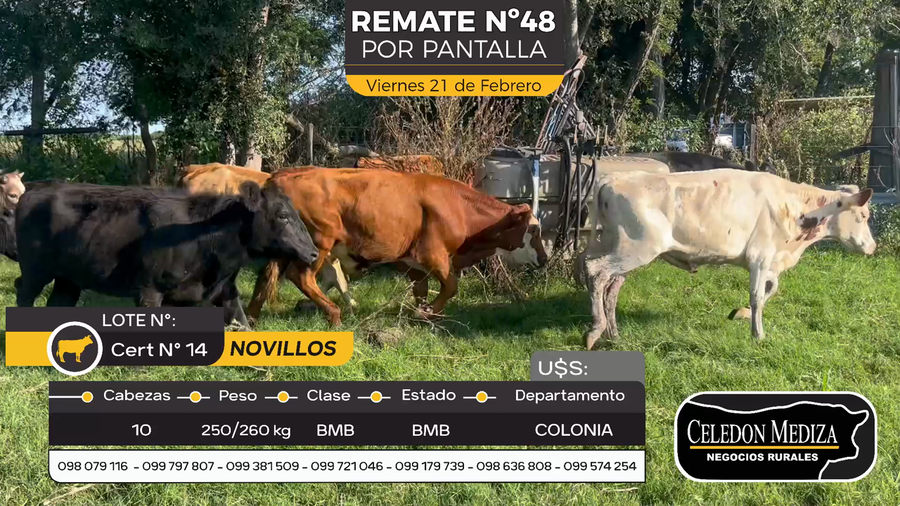 Lote 10 Novillos en Otra Localidad, Colonia