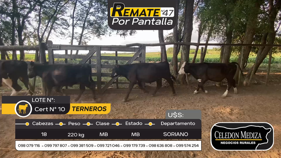 Lote 18 Terneros en Otra Localidad, Soriano