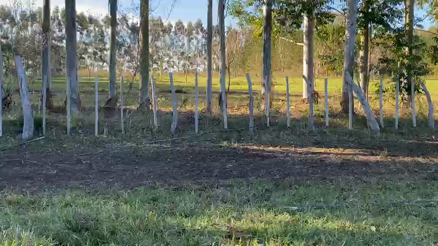 Lote 67 Búfalas Preñadas