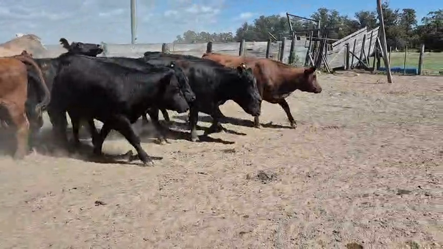 Lote 35 Vacas nuevas C/ gtia de preñez