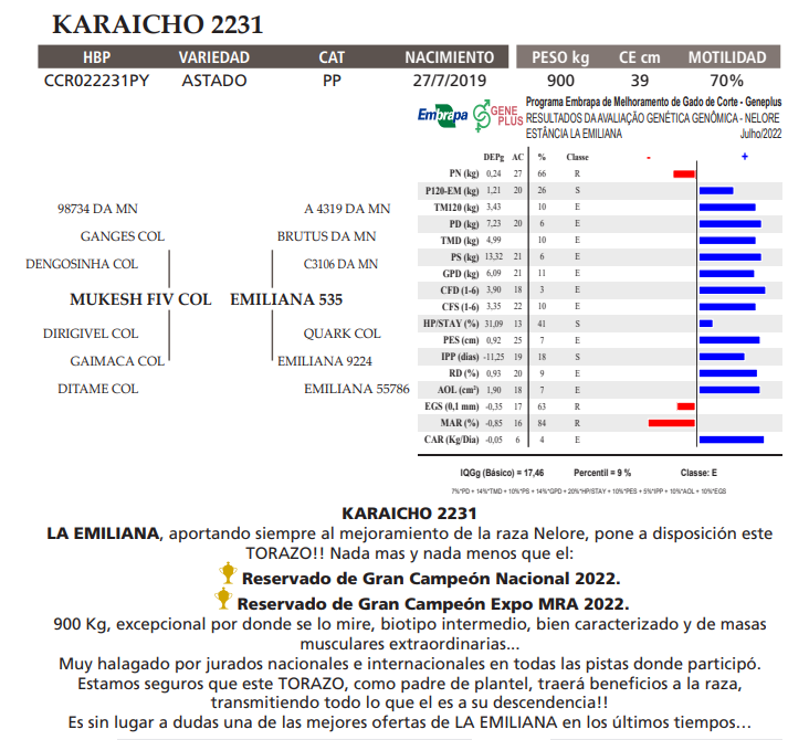 Lote LOTE 39 TORO ELITE A BOZAL