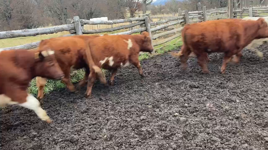 Lote 40 Novillo Engorda en Coyhaique, XI Región Aysén