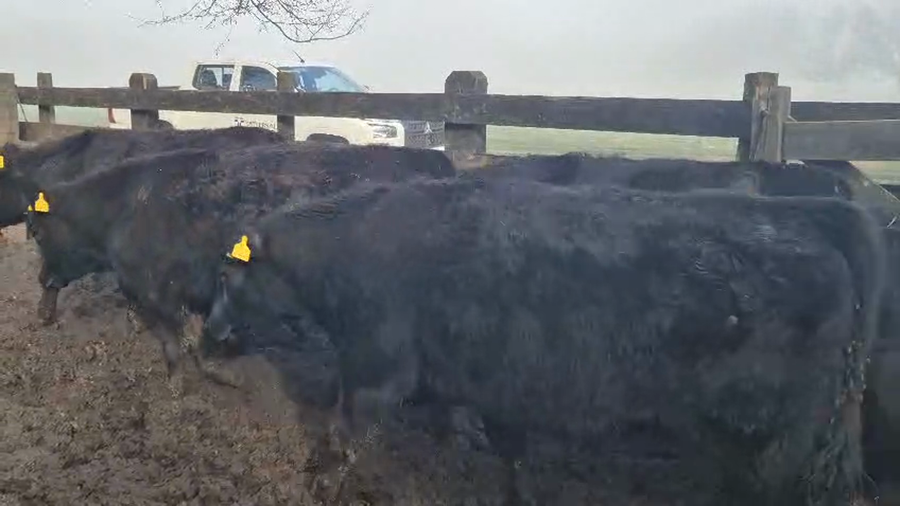 Lote 47 Novillo Engorda en Cunco, IX Región Araucanía