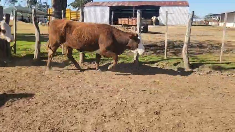 Lote 200 Vacas nuevas C/ gtia de preñez en Entre Ríos, San José de Feliciano