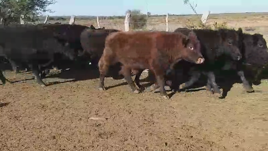 Lote 165 Novillos en Villaguay, Entre Ríos