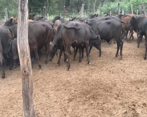 Lote 60 Novillos en Juan José Castelli, Chaco