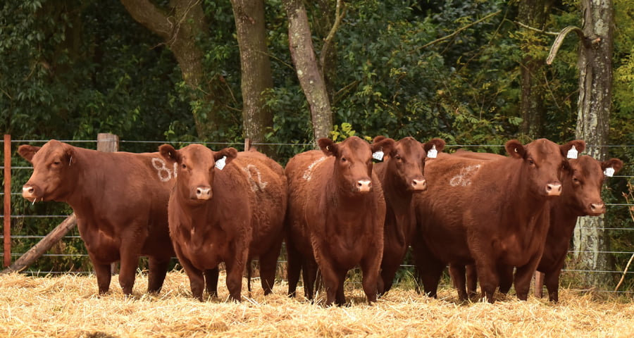 Lote VACAS ANGUS 2° SERV