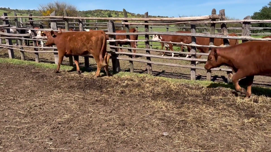Lote 24 Vaquilla Engorda en Melipilla, Región Metropolitana