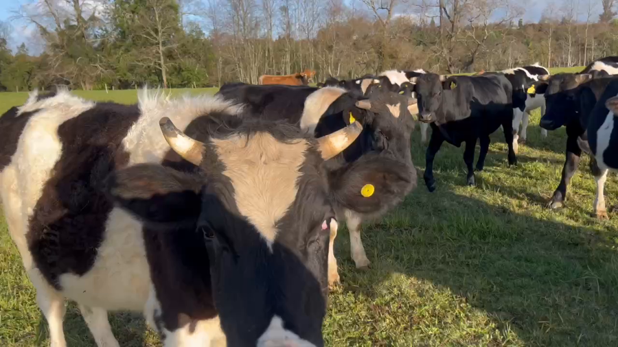 Lote 25 Novillo Engorda en Río Bueno, XIV Región Los Ríos