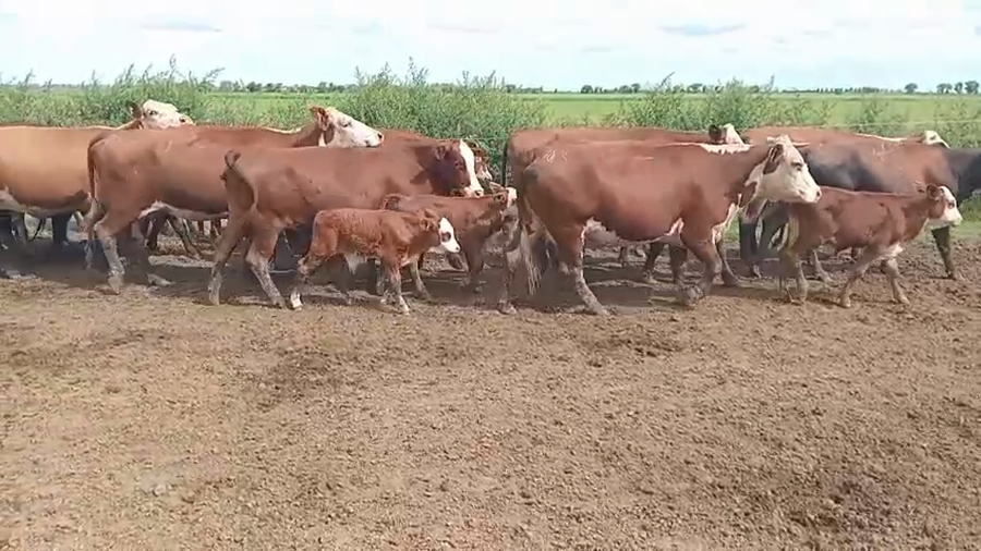 Lote 31 Vacas con cría Braford en Susana, Santa Fe
