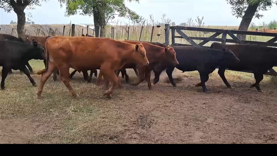 Lote 38 Terneros/as