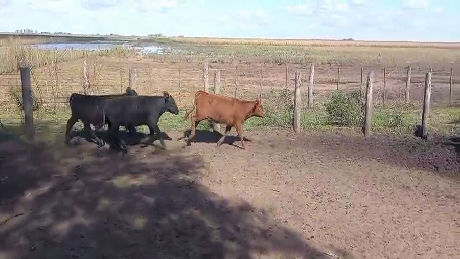 Lote 83 Terneros/as en Pirovano