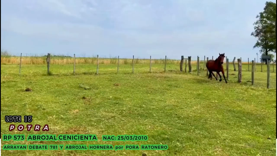 Lote Abrojal Cenicienta