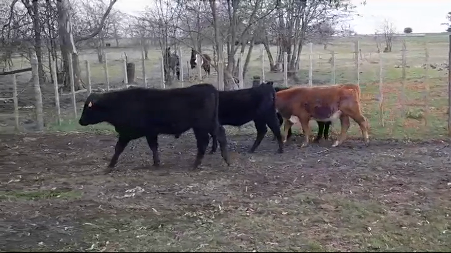 Lote TERNEROS/AS