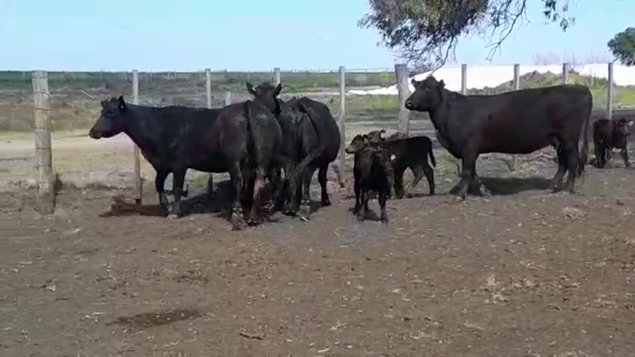 Lote 10 Piezas de cría ANGUS a remate en Expo Ombúes en OMBUES DE LAVALLE