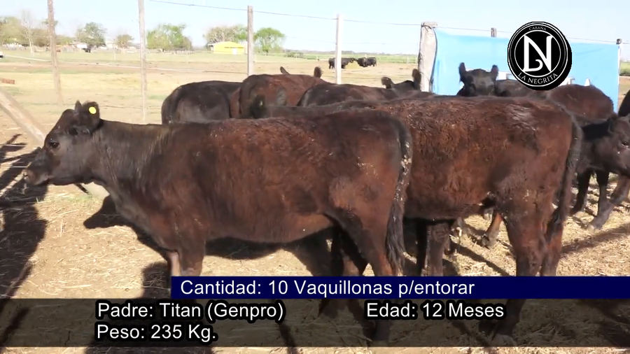 Lote VAQUILLONAS P./SERVICIO