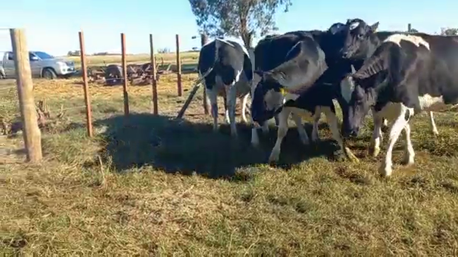 Lote Vaquillonas Preñadas- Elvira Julia S.R.L