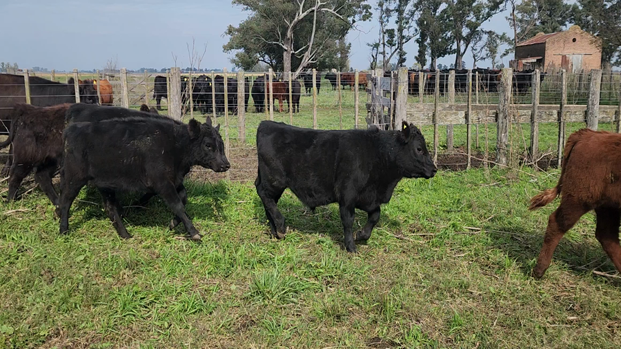 Lote 41 Terneros/as en Bolivar