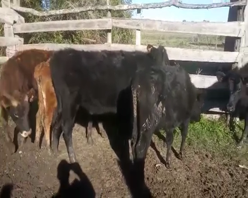 Lote 5 Terneros y Terneras a remate en Pantalla Camy 160 - 180kg - , San José