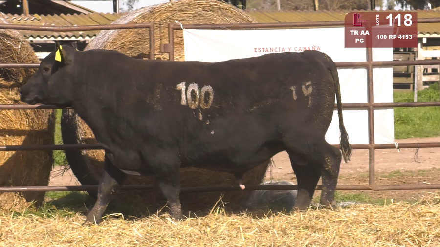 Lote TOROS ANGUS NEGROS  PC