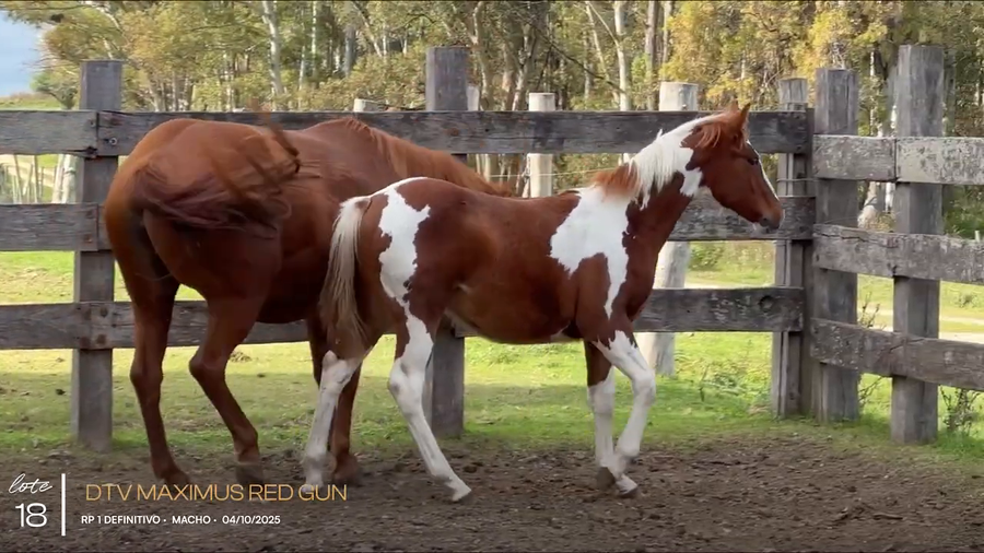 Lote DTV MAXIMUS RED GUN