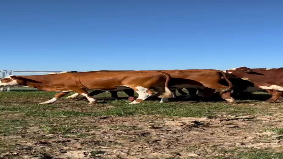 Lote 38 Vacas Vacías y en servicio en Corrientes, Bella Vista