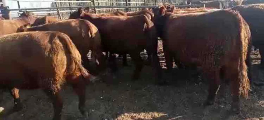 Lote 23 Vaquilla Gorda en María Pinto, Región Metropolitana