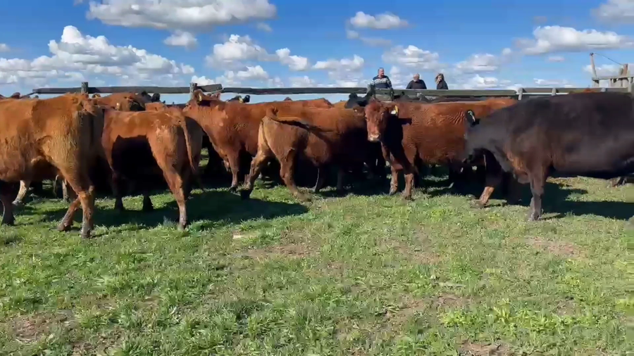 Lote 61 Vacas C/ gtia de preñez