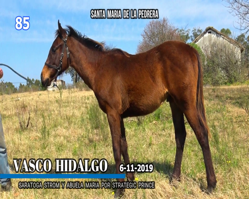 Lote VASCO HIDALGO