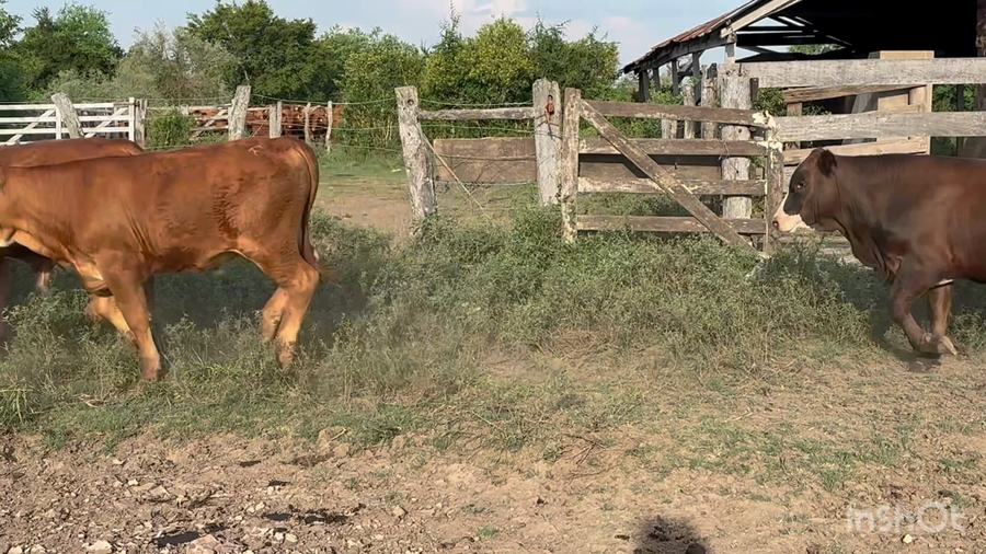 Lote 200 Terneros en Corrientes, Mercedes