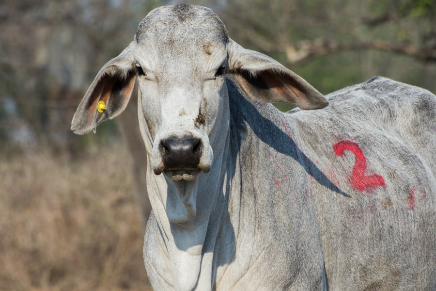 Lote Corral 41 - CABAÑA DON TOMAS