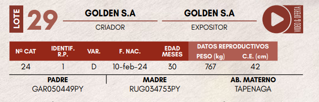 Lote LOTE 29 - TOROS DE CAMPO