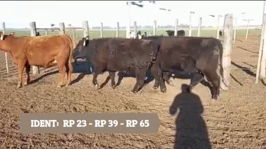 Lote "CABAÑA ANGUS SANCHEZ LAMAS" 2 VAQUILLONAS PP NEGRAS Y 1 VAQUILLONA PP COLORADA PARA SERVICIO