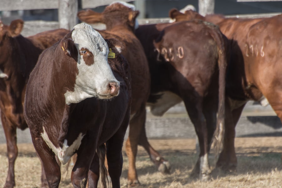 Lote Vaquillonas inseminada Cabaña Las Meninas (27)
