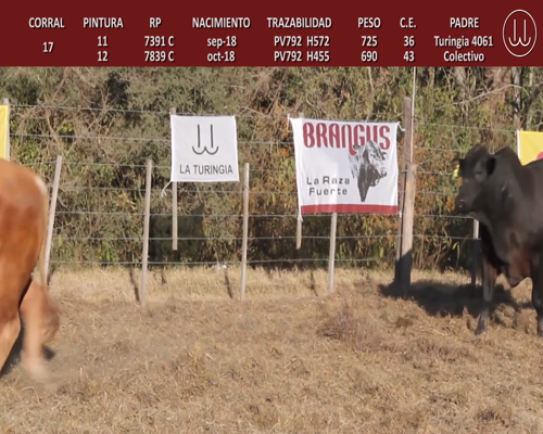 Lote TOROS BRANGUS DE CABAÑA LA TURINGIA