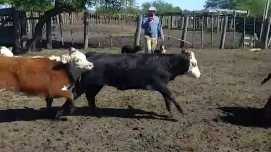 Lote 68 TERNS. HEMBRAS, IBICUY, PCIA. DE ENTRE RIOS