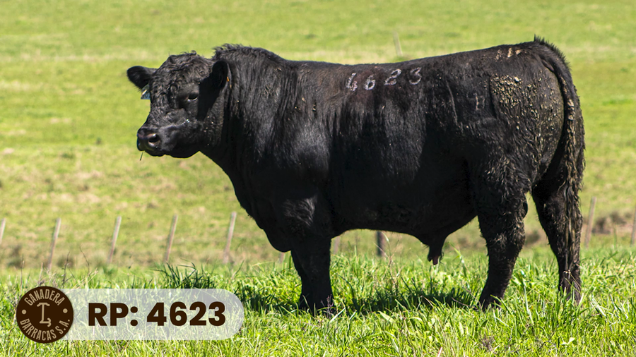 Lote RP 4623