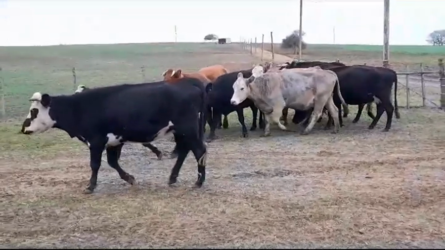 Lote VACAS PREÑADAS