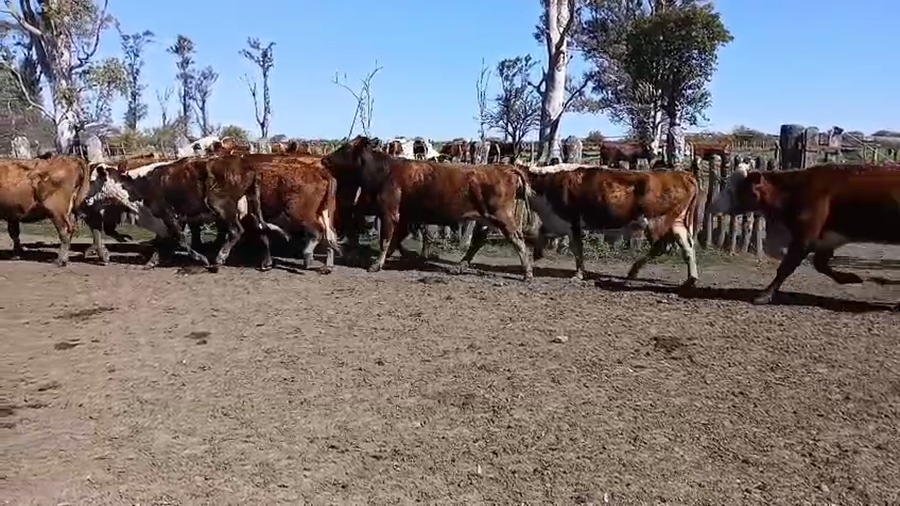 Lote 20 Vacas p/ invernar en Corrientes, Curuzu Cuatia