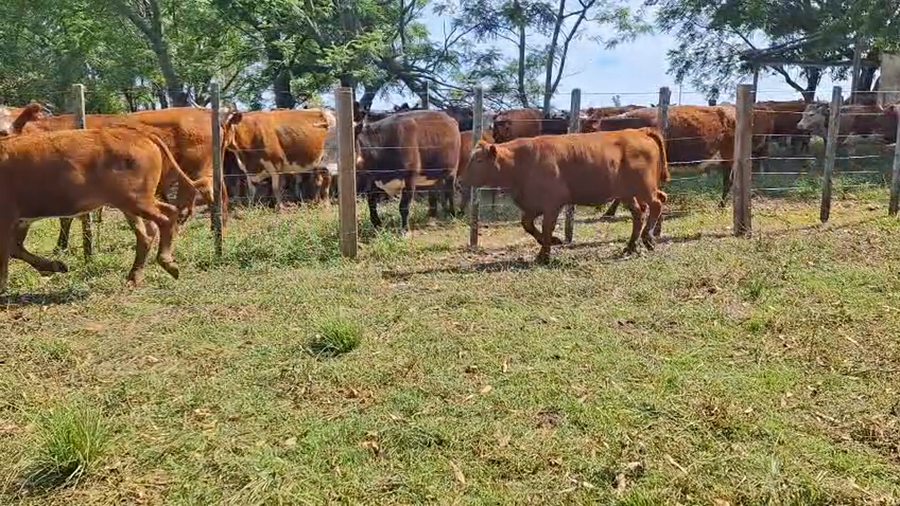 Lote TERNEROS