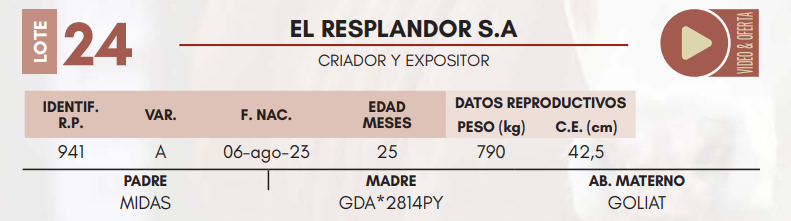 Lote LOTE 24 MACHOS DE CAMPO