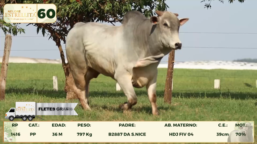 Lote LOTE 60
