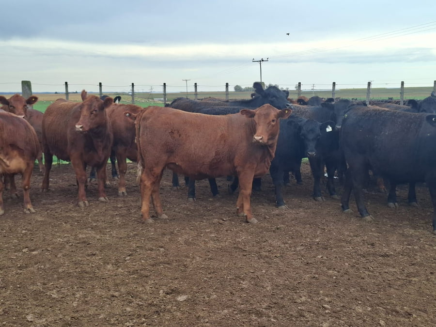 Lote 45 vaquillonas faena